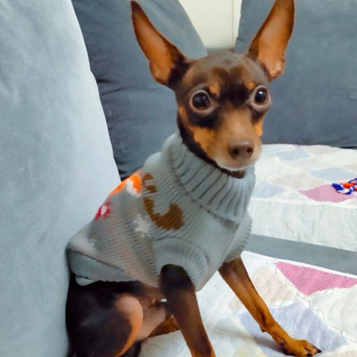 Christmas Cat Dog Sweater Pullover - Image 18